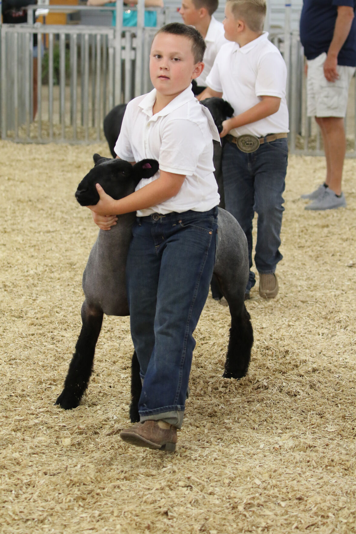 PHOTO: Sheep Show at Scotts Bluff County Fair